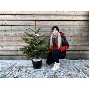 Normandská jedľa (Abies Nordmanniana) - výška 80-120 cm, kont. C10L/C12L